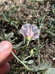 Calystegia occidentalis