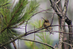 Empidonax fulvifrons