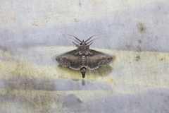 Paectes abrostoloides