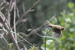 Empidonax fulvifrons