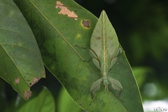 Cryptophyllium parum