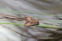 Phlogophora periculosa