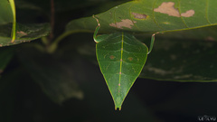 Cryptophyllium parum