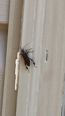 Leptoglossus oppositus