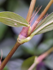 Persicaria longiseta
