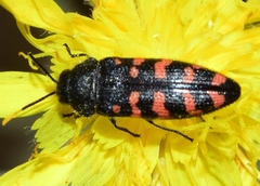 Acmaeodera pulchra
