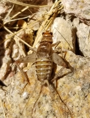 Gryllodes sigillatus