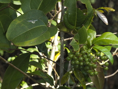 Smilax australis