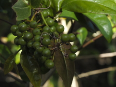 Smilax australis
