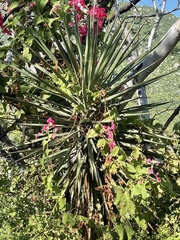 Yucca capensis