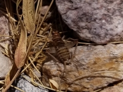 Gryllodes sigillatus