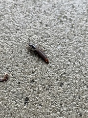 Platydracus mysticus