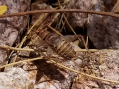 Gryllodes sigillatus