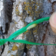 Gyponana