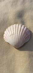 Pecten fumatus