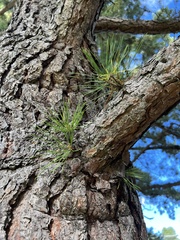 Pinus rigida