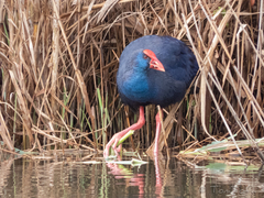 Porphyrio porphyrio