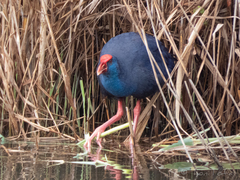 Porphyrio porphyrio