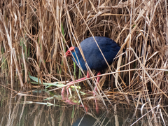 Porphyrio porphyrio