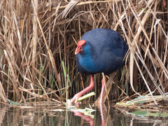 Porphyrio porphyrio