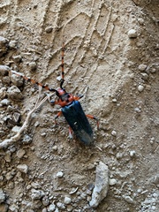 Stenaspis verticalis insignis