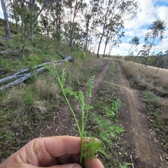 Daucus glochidiatus