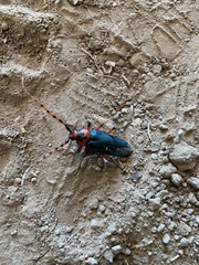 Stenaspis verticalis insignis