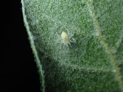 Nigma puella