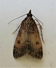 Eudonia asterisca