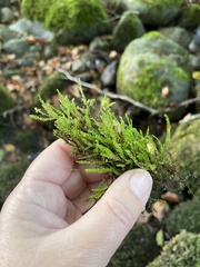 Brachythecium rivulare