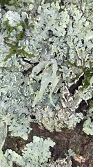 Ramalina celastri