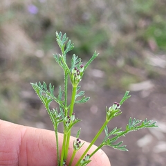Daucus glochidiatus