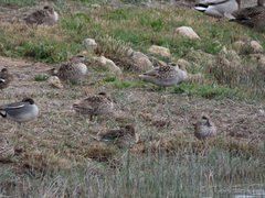 Marmaronetta angustirostris