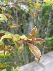 Austropuccinia psidii