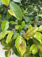 Austropuccinia psidii