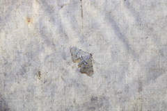 Elophila icciusalis