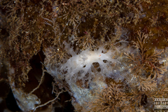 Dendronotus lacteus