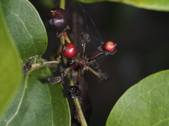 Smilax australis