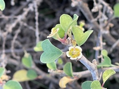 Euphorbia misera