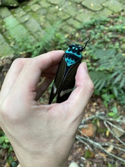 Formotosena seebohmi