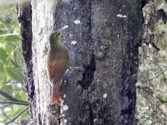 Lepidocolaptes affinis