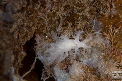 Dendronotus lacteus