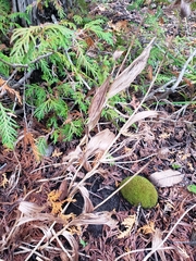 Cypripedium parviflorum