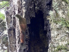 Lepidocolaptes affinis