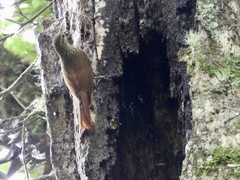 Lepidocolaptes affinis