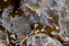 Onchidoris muricata