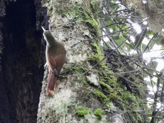 Lepidocolaptes affinis