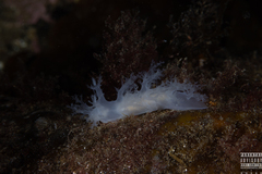 Dendronotus lacteus