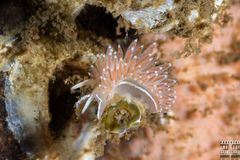 Coryphella monicae