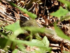 Basileuterus melanogenys